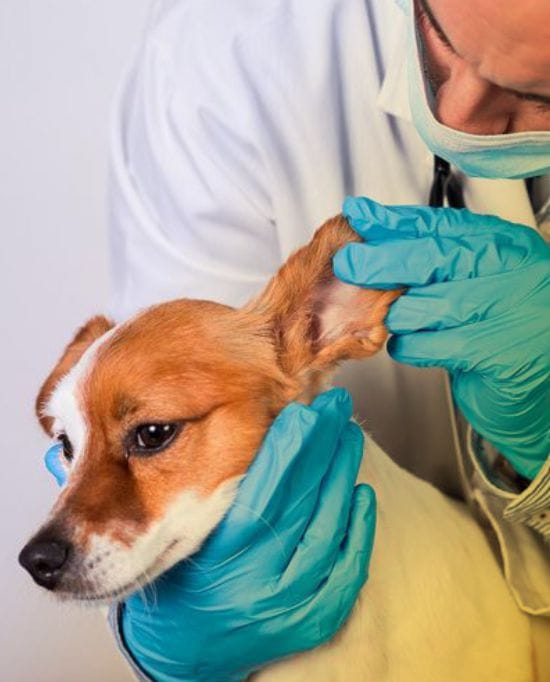 Dermatologia e Endocrinologia