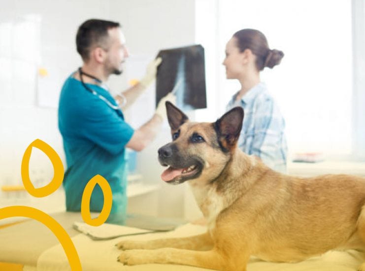 Diagnóstico Preciso, Tratamento Eficaz: Nossa Estrutura a Serviço do seu Pet.